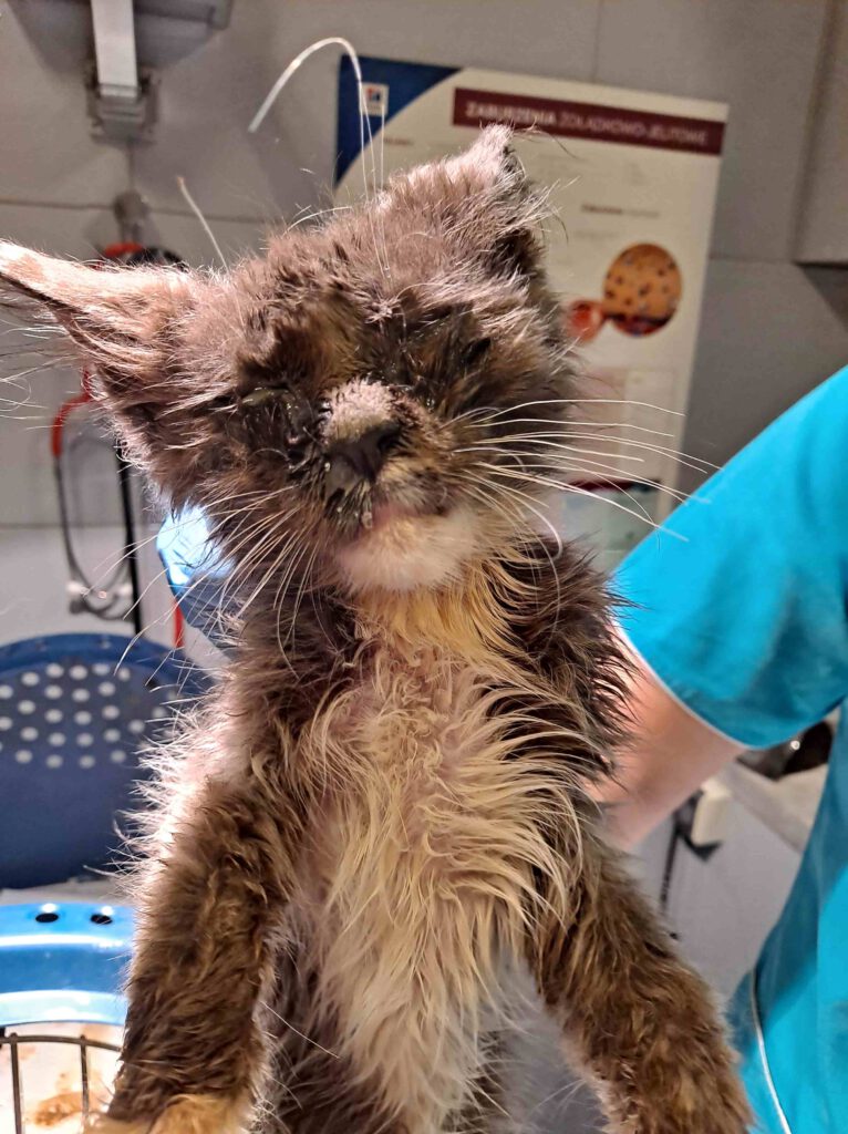 Jeden z chorych kotów odebranych przez OTOZ Animals Krosno i OTOZ Animals Sanok podczas interwencji w Jaśle