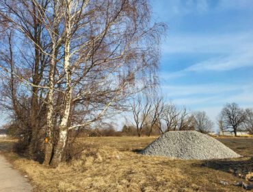 Drzewa na terenach przy rzece Wisłok w Krośnie