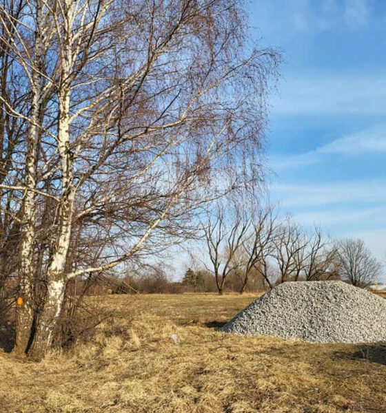 Drzewa na terenach przy rzece Wisłok w Krośnie