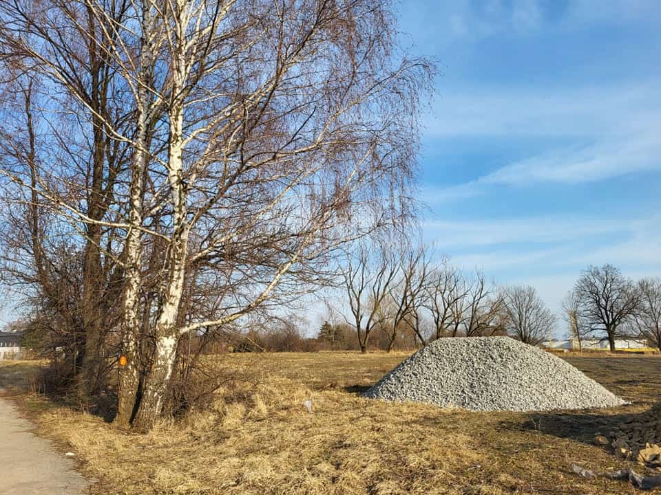 Drzewa na terenach przy rzece Wisłok w Krośnie