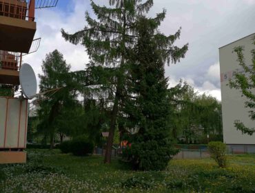 Uratowany modrzew przy ulicy Armii Krajowej w Krośnie