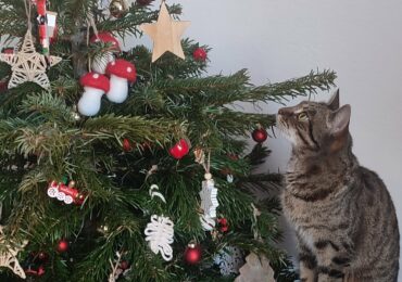 Żeby kot bezpieczne święta MIAU