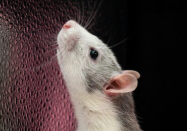 "Plaga szczurów" w Krośnie