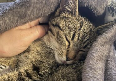 Pilne! Apel o dom tymczasowy