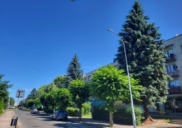 "Aleja Wiązów" jako pomnik przyrody? Jest petycja