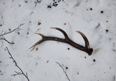 Trwa akcja Straży Leśnej o kryptonimie „Wieniec”