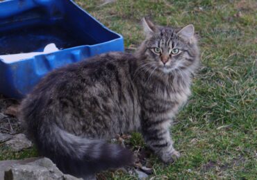 Żeby kot dobre życie MIAU