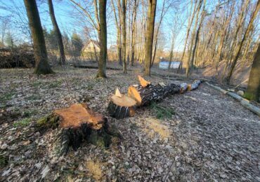 Szokująca skala wycinki w Dębinie