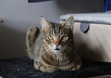 "Kociarnia" staje się schroniskiem