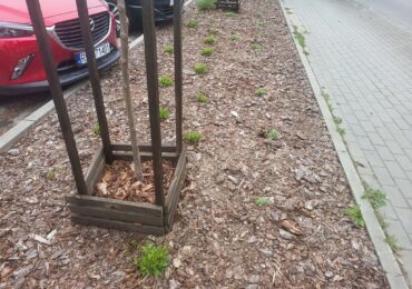 Zimowe nasadzenia drzew