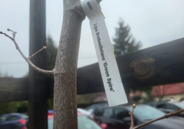 "Krosno coraz bardziej zielone"?