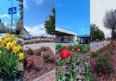 Urząd chwali się ilością posadzonych drzew