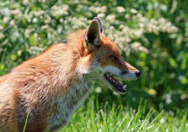 Nie wypuszczajcie psów i kotów luzem, rozpoczyna się akcja szczepienia lisów.