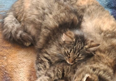 Jak z dwóch kotków robi się dziesięć?