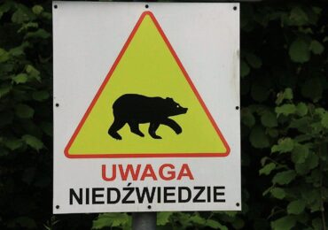 Atak niedźwiedzia - sprawa nie jest jednoznaczna