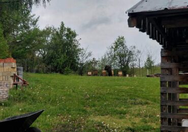 Niedźwiedź jak z bajki ...Ezopa